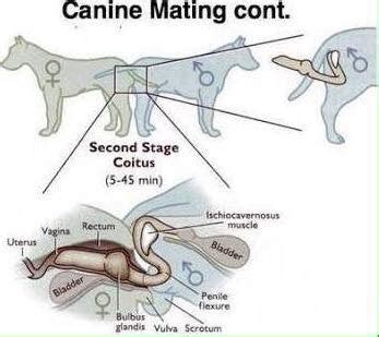 large dog knot|The Intricacies Of Dog Knotting And Human Anatomy 